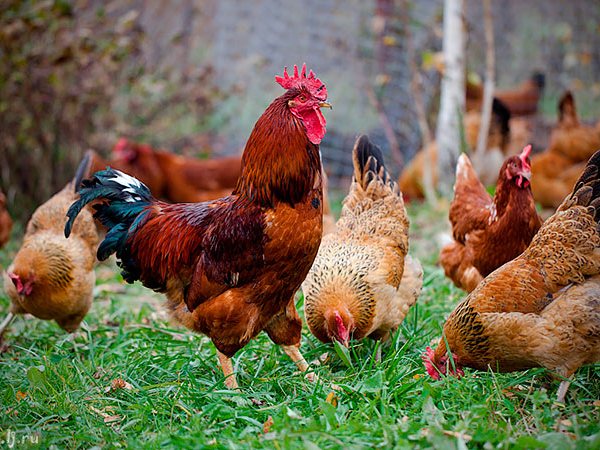 Породы куриц | ЗооТом - продажа, вязка и услуги для животных в Усть-Куте