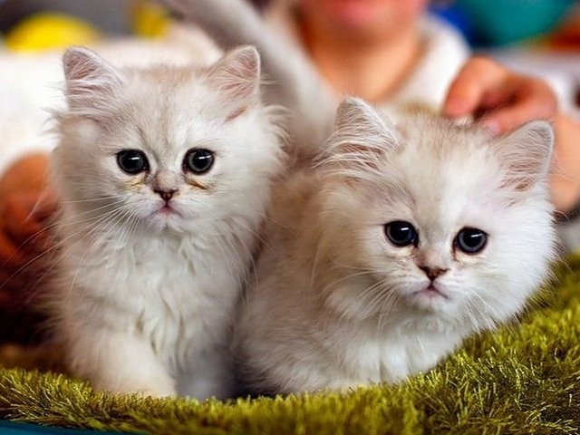 Породы кошек в Усть-Куте | ЗооТом портал о животных