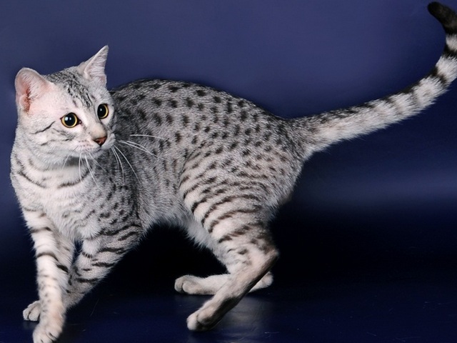Породы кошек в Усть-Куте | ЗооТом портал о животных