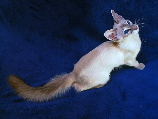 Выведенные породы кошек в Усть-Куте | ЗооТом портал о животных