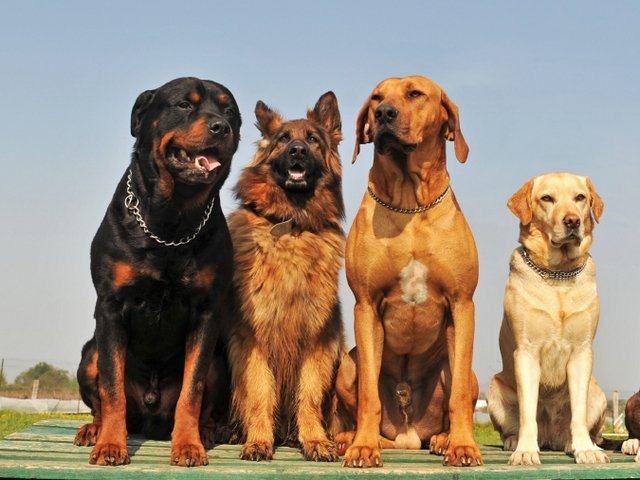 Крупные породы собак в Усть-Куте | ЗооТом портал о животных